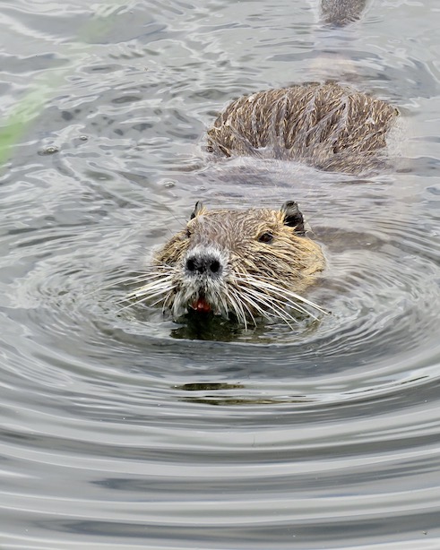 coypu